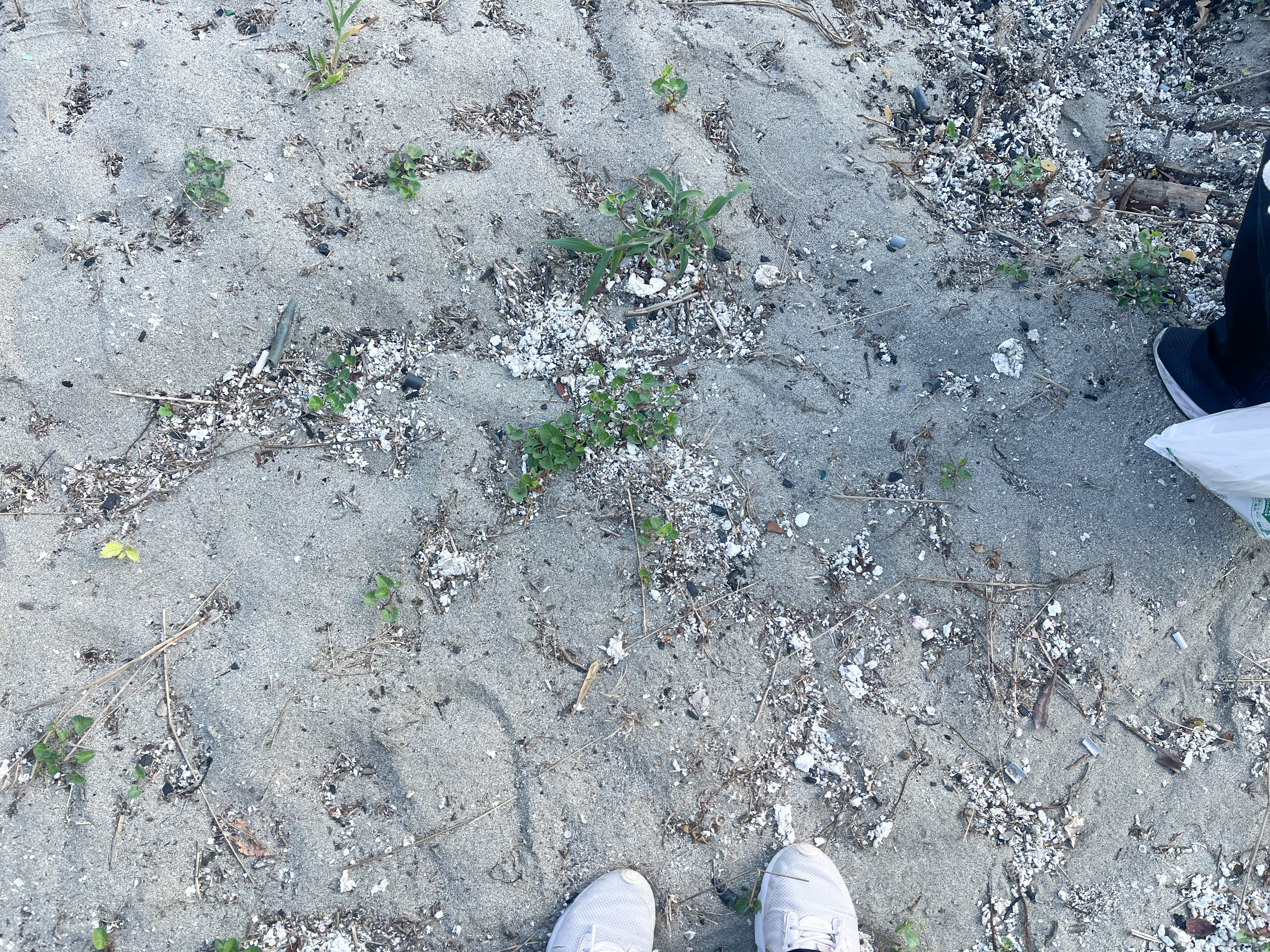 【ポートフォリオ紹介】主婦・ママクラス受講生が制作！一般社団法人フウド様の「海ごみ妖怪プロジェクト」LPが公開