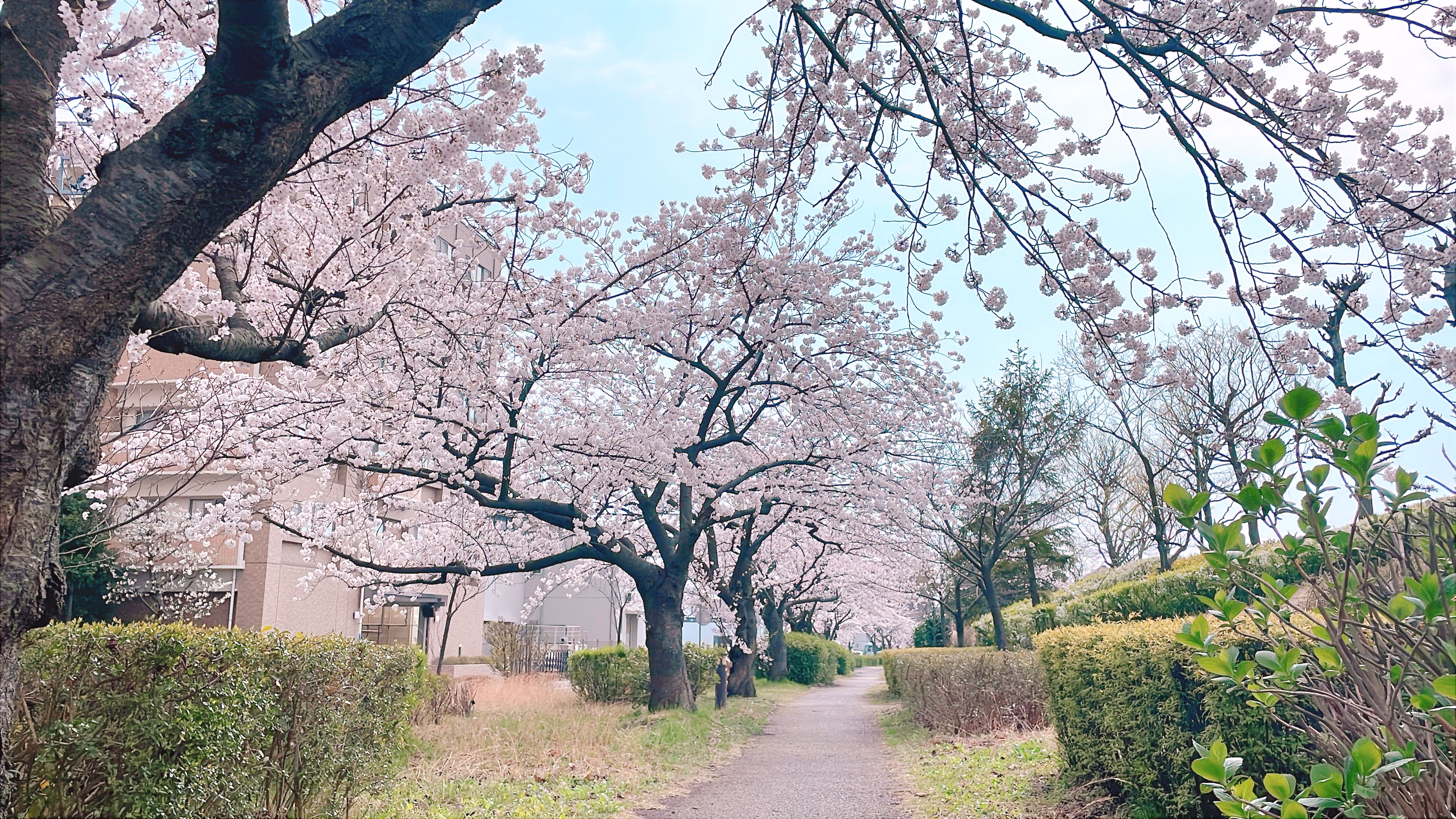 桜の写真