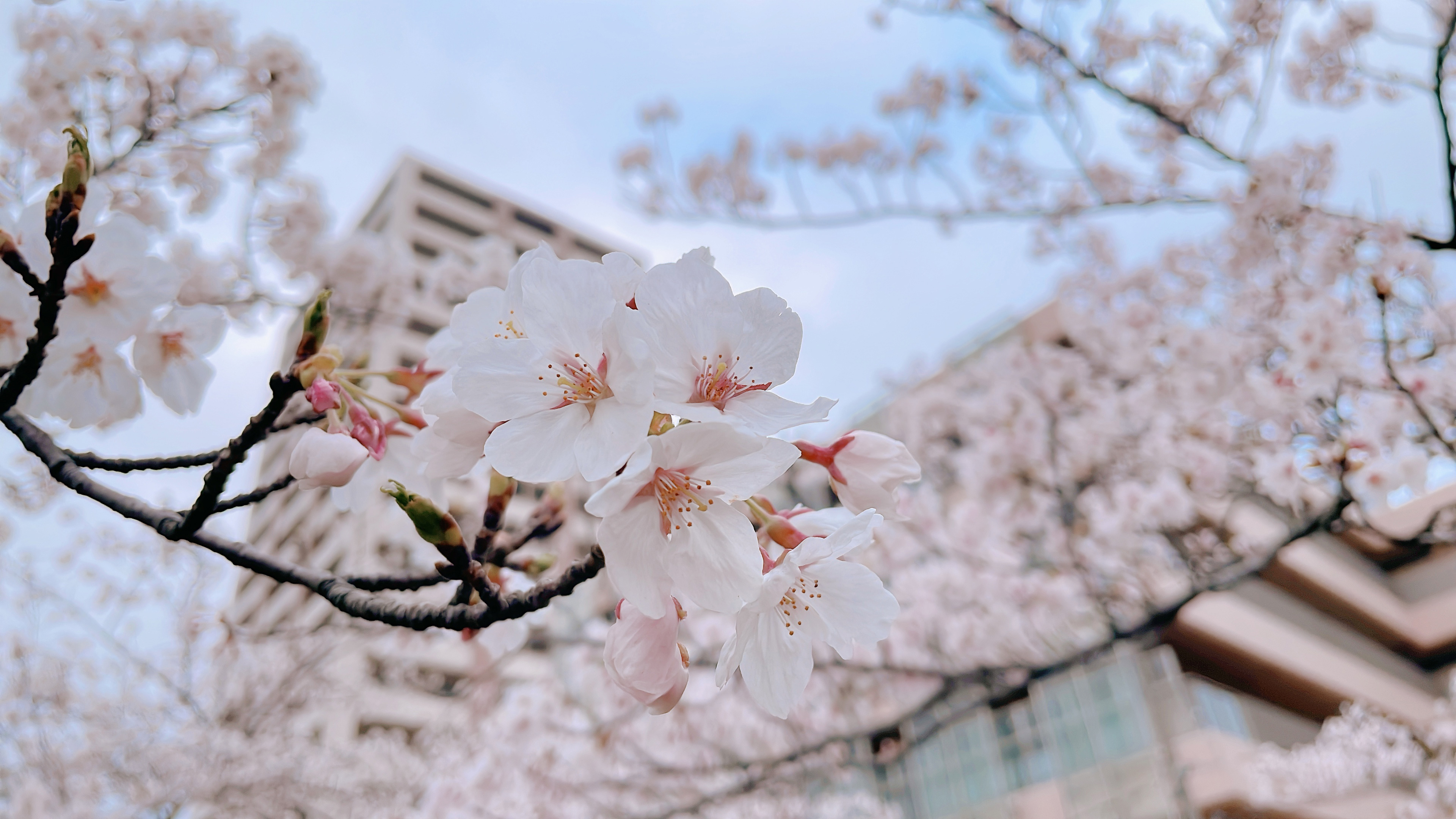 桜の写真