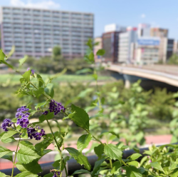 スカイテラスからの緑の見える景色