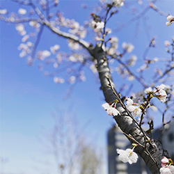 スカイテラス、春の桜の季節