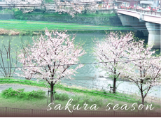 スカイテラスの春、桜の時期